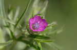 Cutleaf geranium